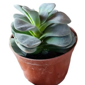 Suculenta Crassula Morgan’s Beauty