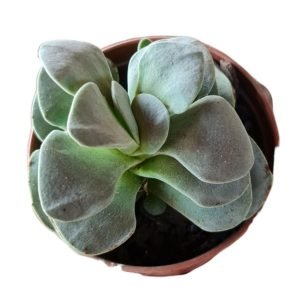 Suculenta Crassula Morgan’s Beauty
