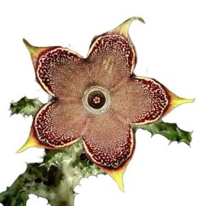 Edithcolea Grandis Tapete Persa