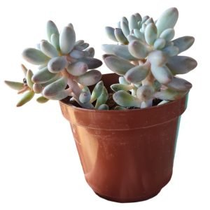 Suculenta Pachyphytum Baby Fingers