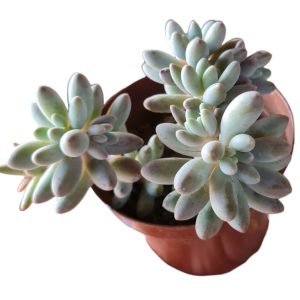 Suculenta Pachyphytum Baby Fingers