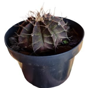 Gymnocalycium (Pote 11)