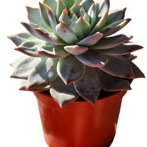 Suculenta Echeveria Blue Bird