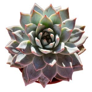 Suculenta Echeveria Blue Bird