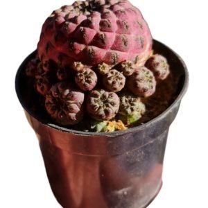 Cacto Sulcorebutia Rauschii Violacidermis (pote 6)