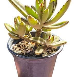 Suculenta Kalanchoe Tomentosa (Colônia)
