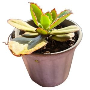 Suculenta Kalanchoe Synsepala (Pote17)
