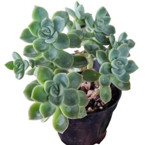 Suculenta Echeveria Fantome (Colônia)