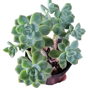 Suculenta Echeveria Fantome (Colônia)