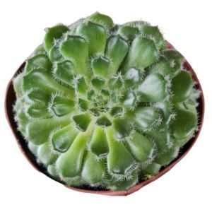 Suculenta Echeveria Setosa Ciliata (Colônia)