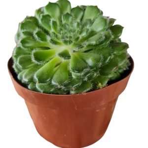 Suculenta Echeveria Setosa Ciliata (Colônia)