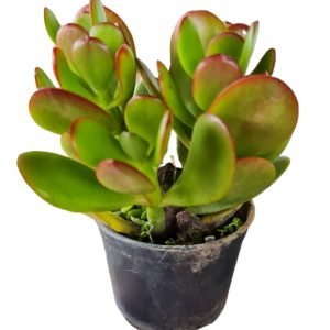 Suculenta Crassula Ovata (Jade)