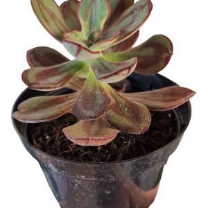 Suculenta Echeveria Nodulosa