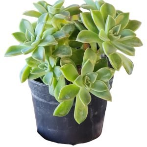 Suculenta Sedum Crepúsculo (Colônia)