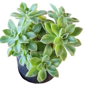 Suculenta Sedum Crepúsculo (Colônia)