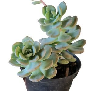 Suculenta Swit Eva (2 rosetas)