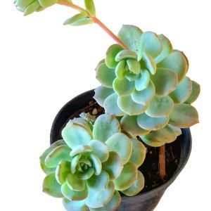 Suculenta Swit Eva (2 rosetas)