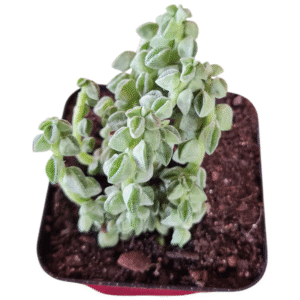 Suculenta Peperomia Columella