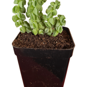 Suculenta Peperomia Columella