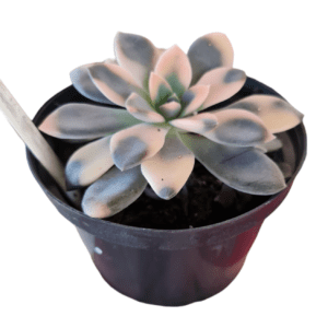 Suculenta Carnicolor Variegata Pote 11