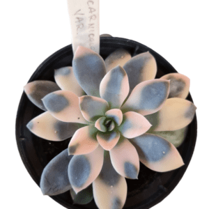 Suculenta Carnicolor Variegata Pote 11