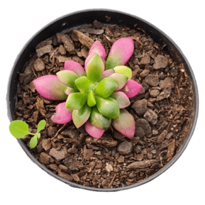 Suculenta Anacampseros Rufescens Variegata