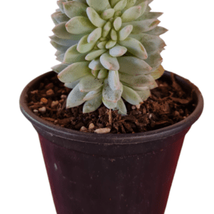 Suculenta Echeveria Monroe Cristata