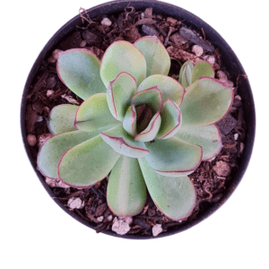 Suculenta Echeveria Pulidonis Variegata