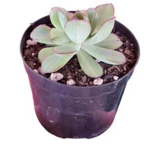 Suculenta Echeveria Pulidonis Variegata