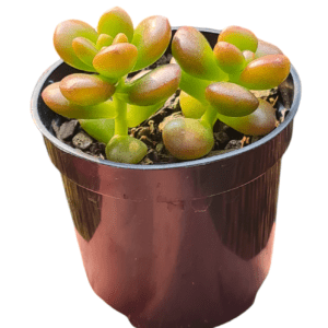 Suculenta Sedum Obesum pote 6