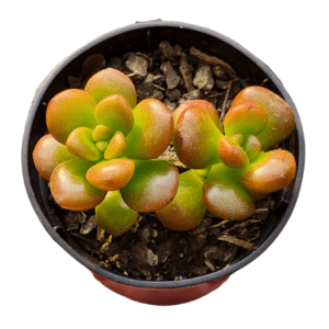 Suculenta Sedum Obesum pote 6