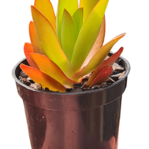 Suculenta Crassula Capitella Campfire