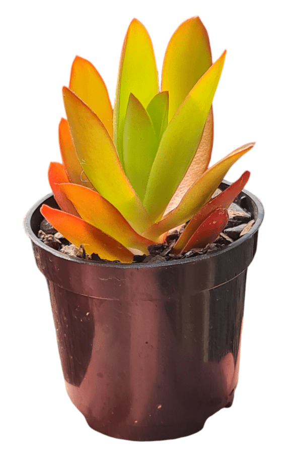 Suculenta Crassula Capitella Campfire - Image 2