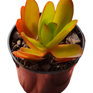 Suculenta Crassula Capitella Campfire