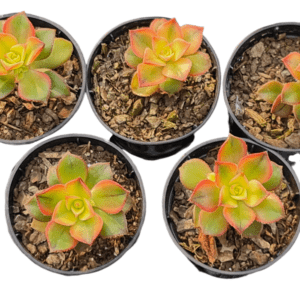 kit 5 Suculentas Aeonium kiwi pote 6