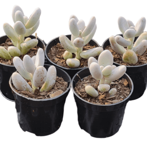 kit 5 suculentas Sedum Craigii pote 6