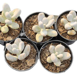 kit 5 suculentas Sedum Craigii pote 6