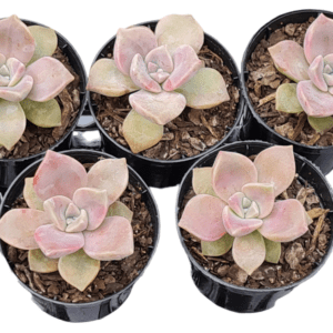 kit 5 Suculenta Echeveria Snow White pote 6