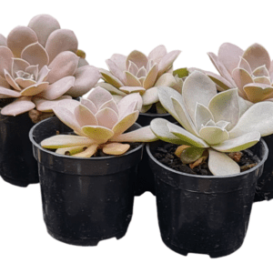 Kit 5 suculentas Echeveria Difractens pote 6