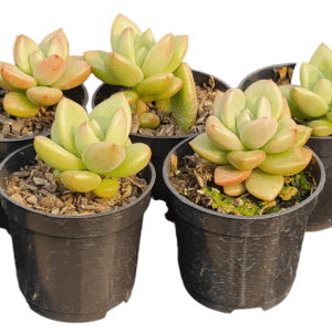 Kit 5 Suculentas Echeveria Avocado cream pote 6