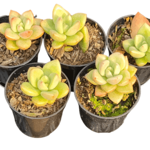 Kit 5 Suculentas Echeveria Avocado cream pote 6