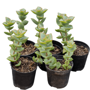 kit 5 Suculentas Crassula Perforata pote 6