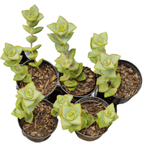 kit 5 Suculentas Crassula Perforata pote 6