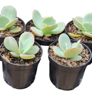 Kit 5 Suculentas Echeveria Gila pote 6