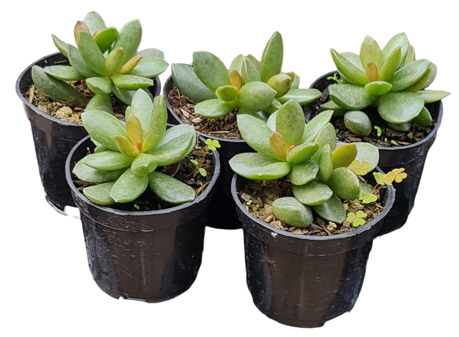 Kit 5 Suculentas Adromichus Jutai pote 6 4 Kit 5 Suculentas Adromichus Jutai pote 6 - Imagem 2