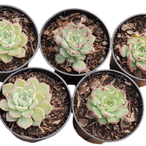 Kit 5 Suculentas Echeveria Sara Hime Boton