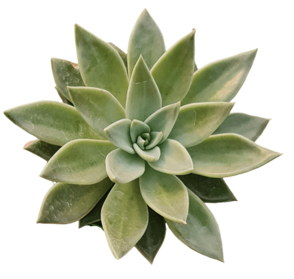 Suculenta Echeveria Paniculata