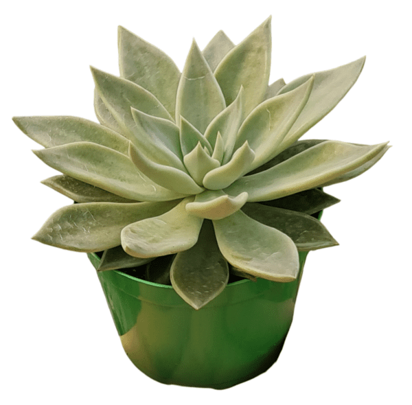 Suculenta Echeveria Paniculata - Image 2