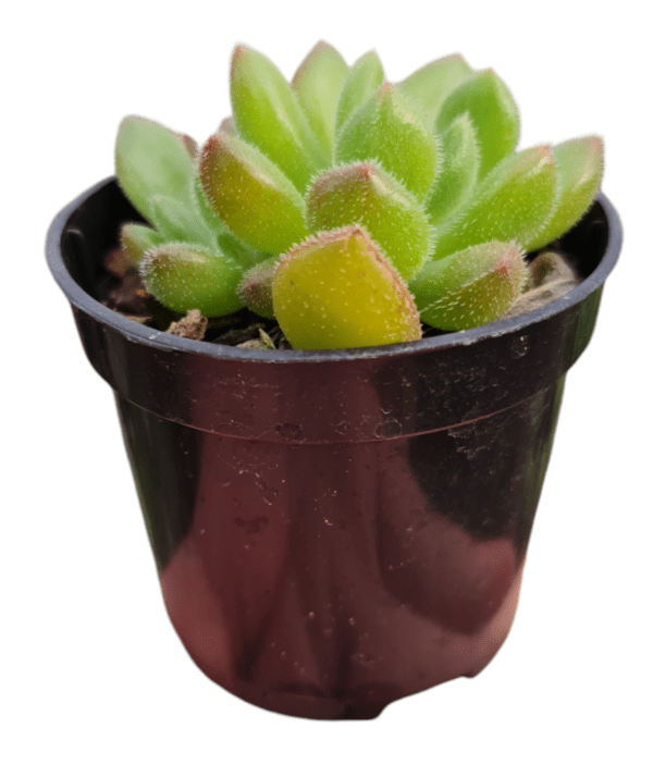 Suculenta Echeveria Frida Kahlo - Image 2