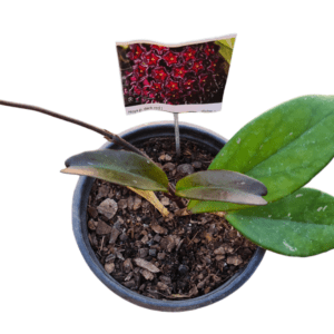 Hoya Dark Red (Flor de cera)